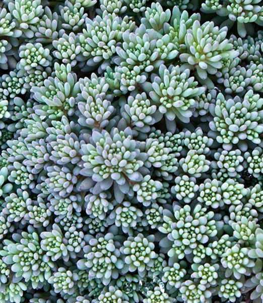 Sedum 'Blue Carpet'